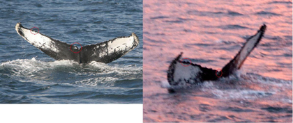 HBIRL6 white scar on dorsal surface left fluke © John Leech & Pádraig Whooley, IWDG